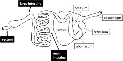 A Metagenomics Investigation of Carbohydrate-Active Enzymes along the Gastrointestinal Tract of Saudi Sheep